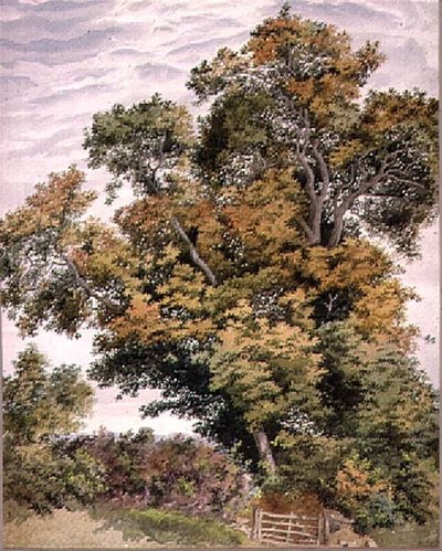 Studio di una quercia da Thomas Collier